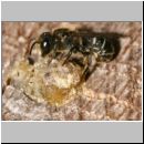 Heriades truncorum - Loecherbiene m01 6mm.jpg